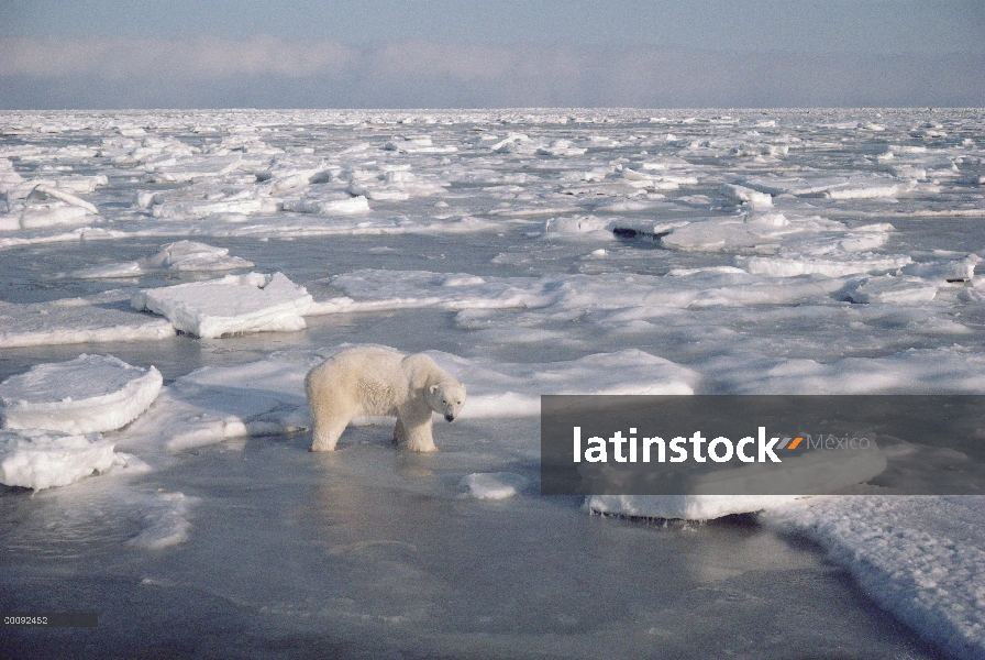 Oso polar (Ursus maritimus) permanente entre hielo quebrado, Churchill, Manitoba, Canadá