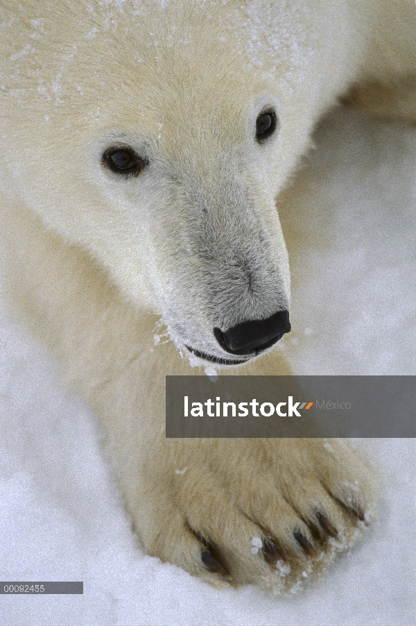 Oso polar (Ursus maritimus), Churchill, Manitoba, Canadá