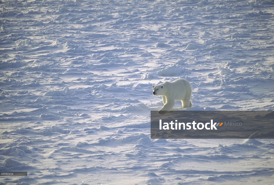 Oso polar (Ursus maritimus) caminar sobre hielo, Churchill, Manitoba, Canadá