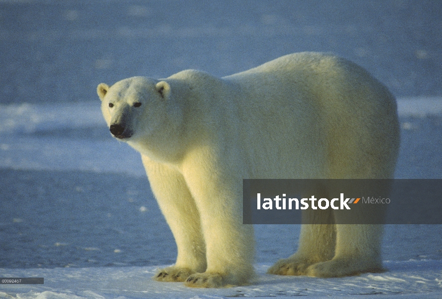 Retrato del oso polar (Ursus maritimus), Churchill, Manitoba, Canadá