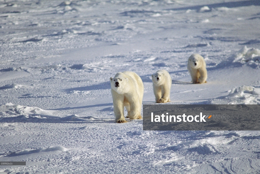 Madre oso polar (Ursus maritimus) y dos cachorros cruce de campo de hielo, Churchill, Manitoba, Cana