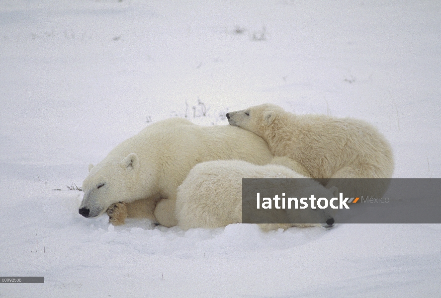 Oso polar (Ursus maritimus) madre y dos cachorros durmiendo, Churchill, Manitoba, Canadá