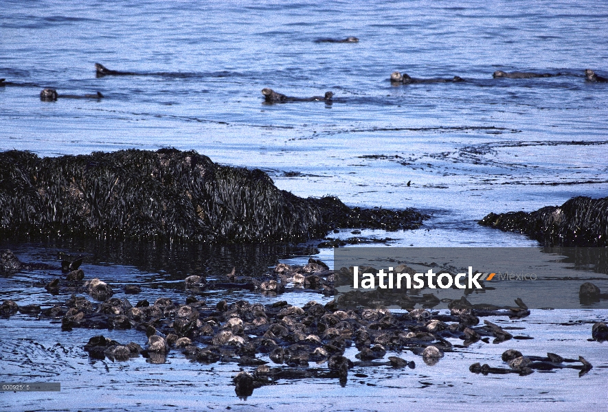 Nutria marina (Enhydra lutris) grupo océano rafting entre camas de quelpo, Alaska