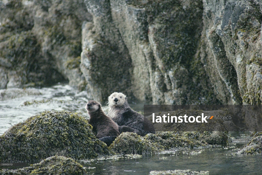 Nutria marina (Enhydra lutris) madre y cría sobre kelp cubren rocas, Alaska