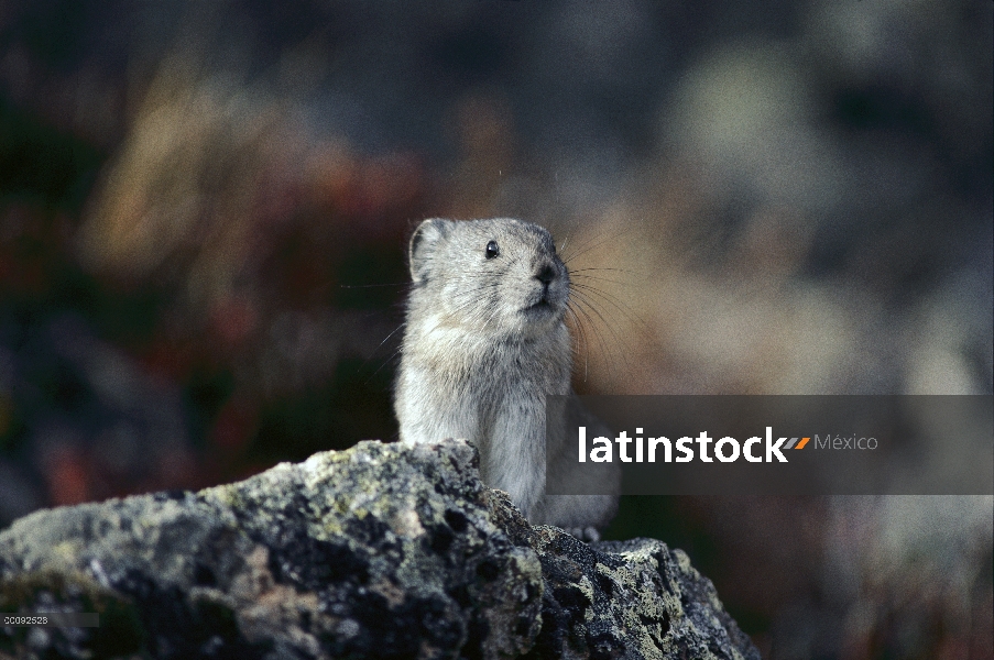 Collared Pika (Ochotona collaris), Alaska