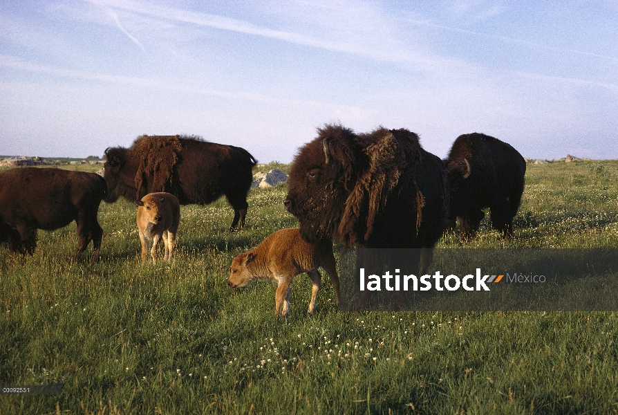 Grupo Bisonte americano (Bison bison) de cuatro adultos con dos crías en pradera, Dakota del sur