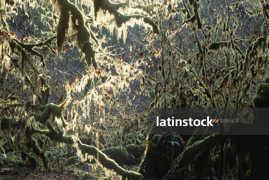 Interior de bosque templado lluvioso, bosque del nacional de Tongass, Alaska