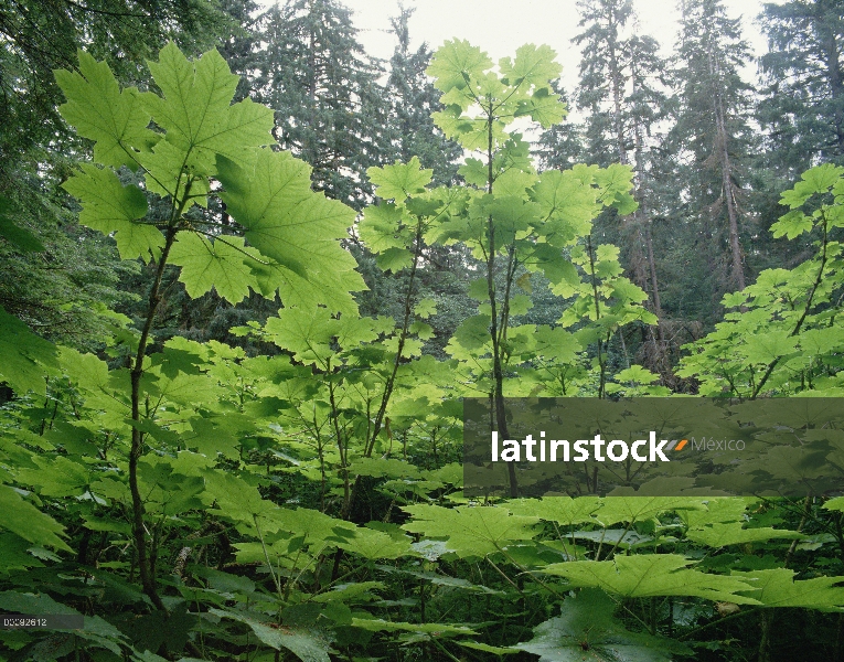 Garra del diablo (Proboscidea louisianica) en bosque húmedo templado, bosque del nacional de Tongass