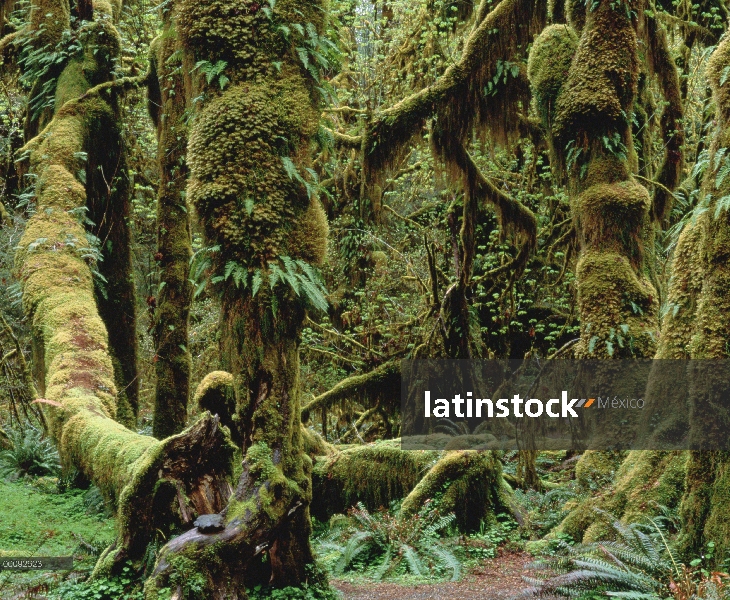 Vegetación de bosque húmedo templado, sureste de Alaska