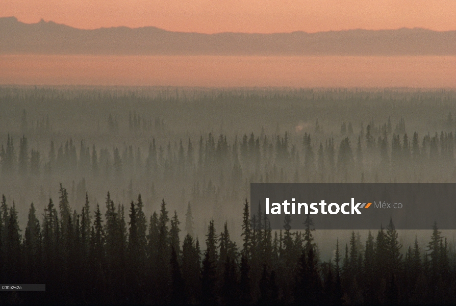 Niebla de la mañana en el bosque boreal, Alaska