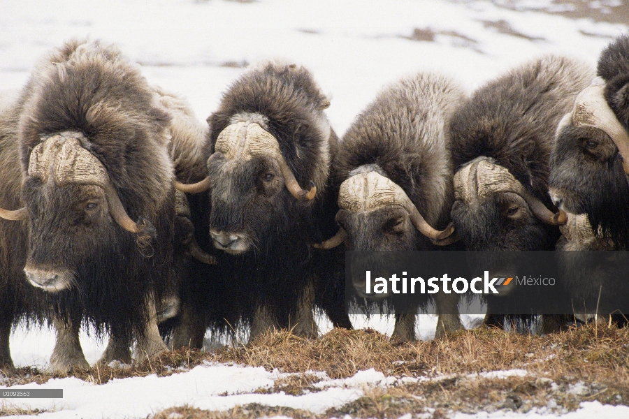 Grupo de buey almizclero (Ovibos moschatus), Isla Nunivak, Alaska