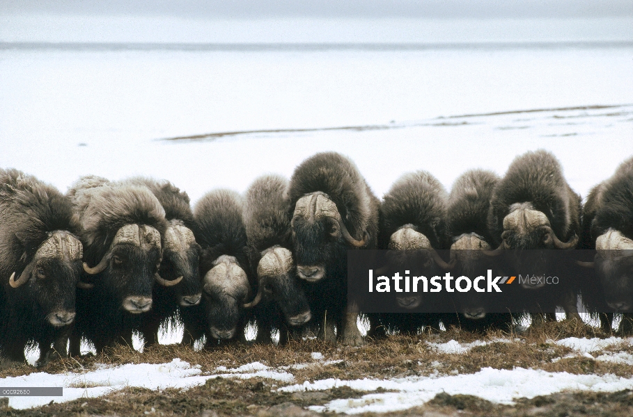 Grupo de buey almizclero (Ovibos moschatus), Isla Nunivak, Alaska