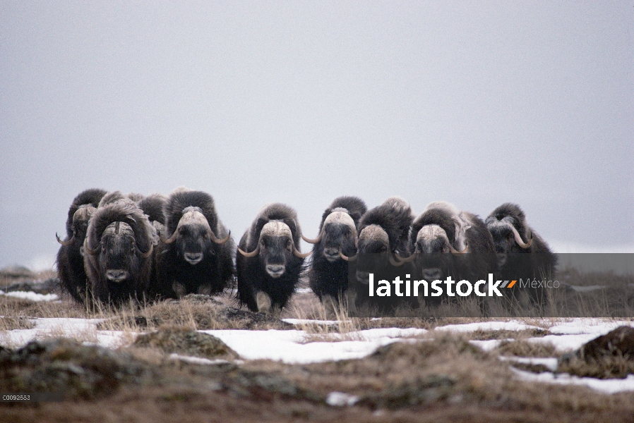 Buey almizclero (Ovibos moschatus) en formación defensiva, Isla Nunivak, Alaska