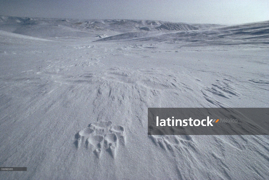 Lobo Ártico (Canis lupus) pistas en nieve, isla de Ellesmere, Nunavut territorios, Canadá