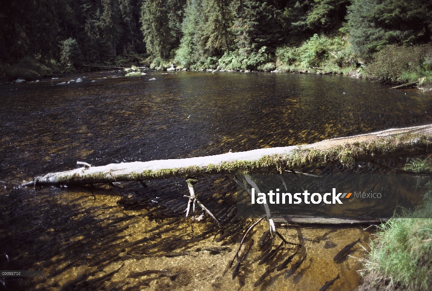 Salmón rosado (Oncorhynchus gorbuscha) desove en secuencia en el hábitat del oso negro (Ursus americ