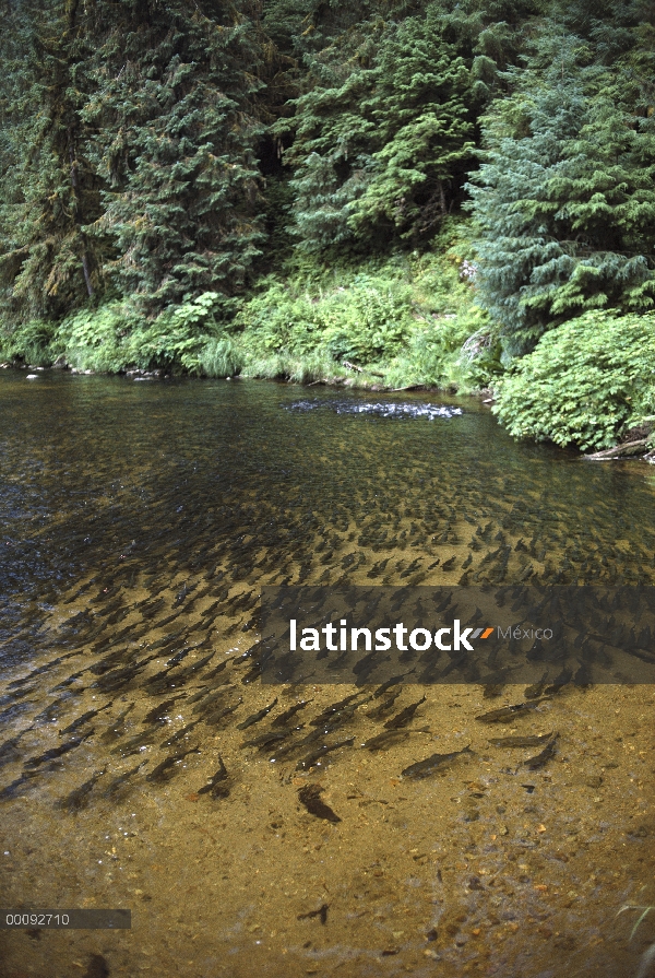 Salmón rosado (Oncorhynchus gorbuscha) desove en secuencia en el hábitat del oso negro (Ursus americ