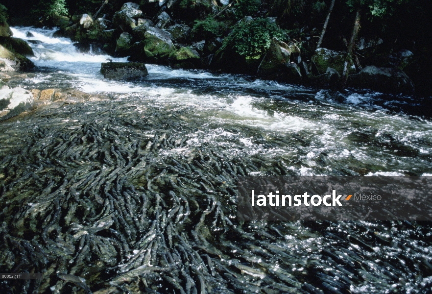 Salmones (Salmonidae) desove en corriente, Alaska