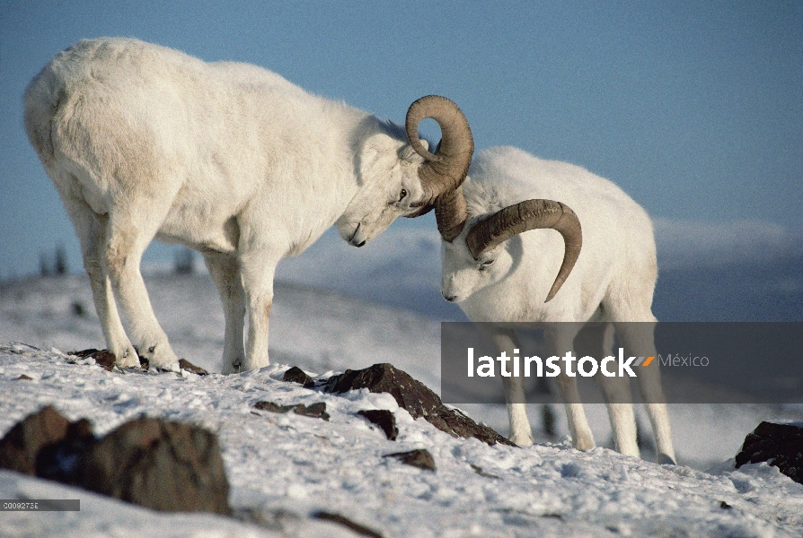 Machos de carneros de Dall (Ovis dalli) bloqueo cuernos, Alaska