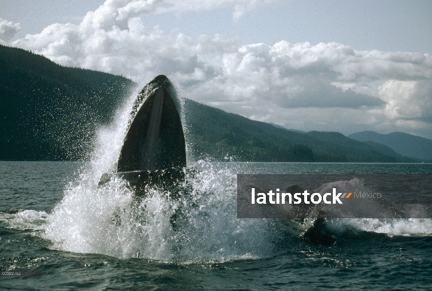 Ballena jorobada (Megaptera novaeangliae) grupo cooperativo alimentación, Alaska