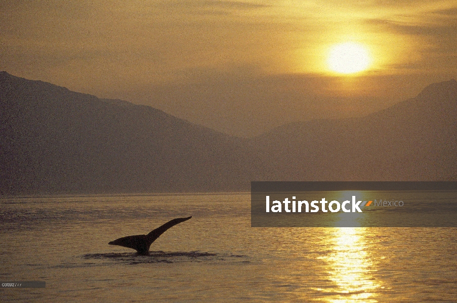 Cola de ballena jorobada (Megaptera novaeangliae) al atardecer, Alaska