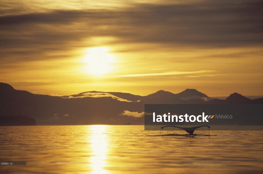 Cola de ballena jorobada (Megaptera novaeangliae) al atardecer, Alaska