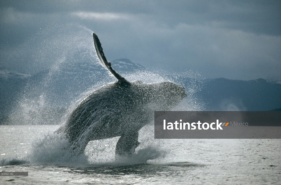 Ballena jorobada (Megaptera novaeangliae) violar, sureste de Alaska