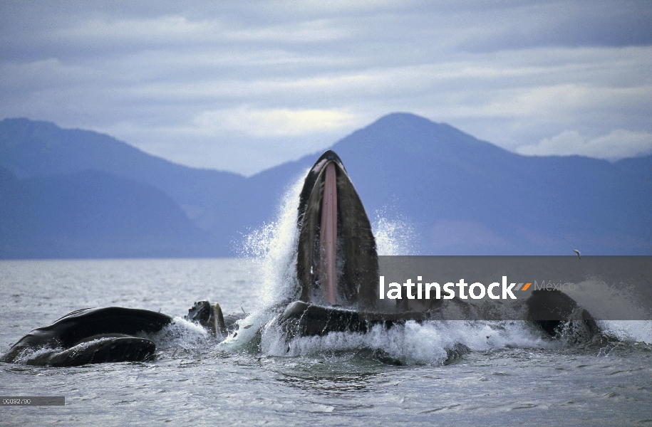 Ballena jorobada (Megaptera novaeangliae) grupo cooperativo alimentándose de capelán, Alaska