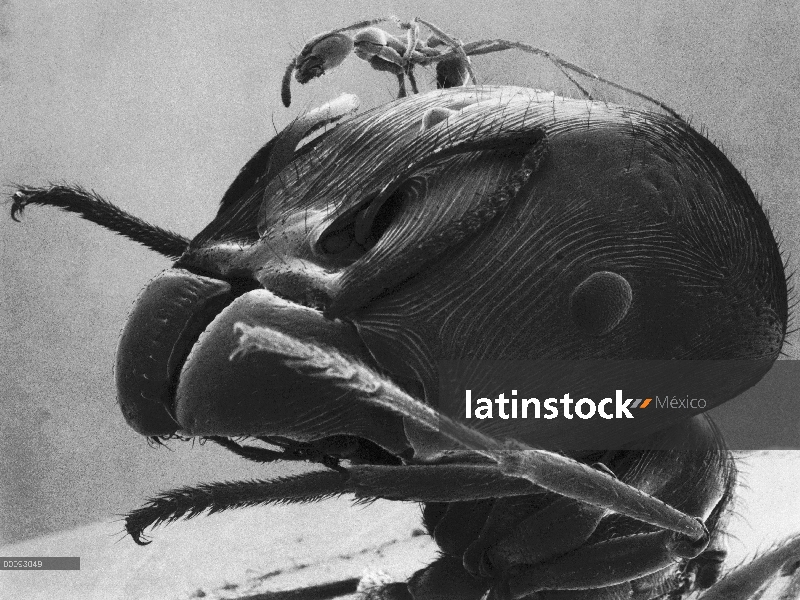 Merodeador Ant (Pheidologeton diversus) menor trabajador en la cabeza de un trabajador mayor de la m