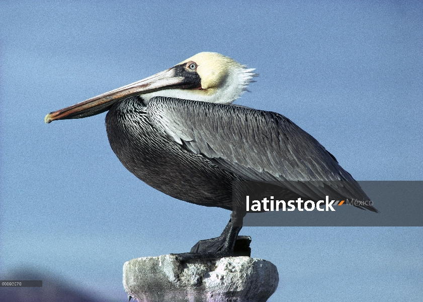 Perfil de Pelícano Pardo (Pelecanus occidentalis), perchas, San Carlos, México