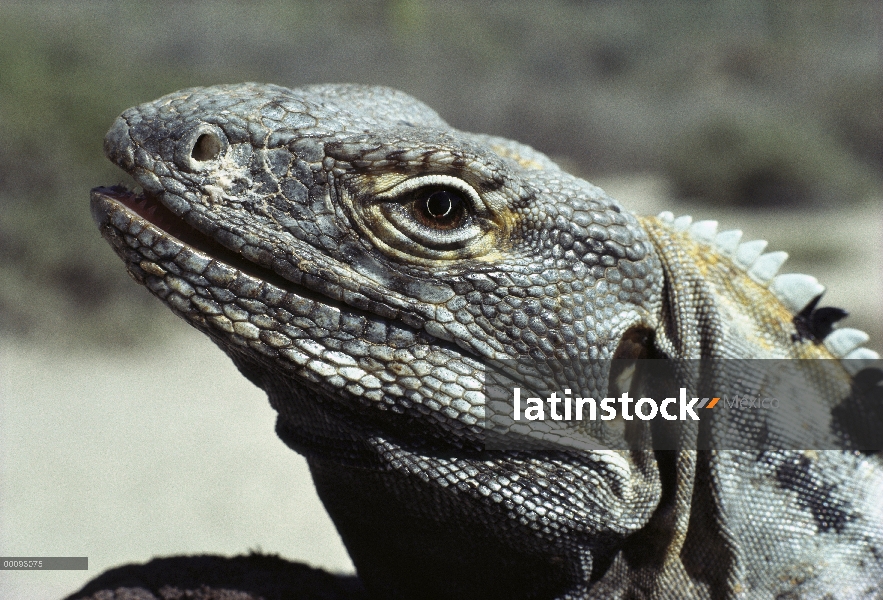 Cara de Iguana de cola espinosa de cabo (Ctenosaura hemilopha), mostrando los dientes y la sal en la