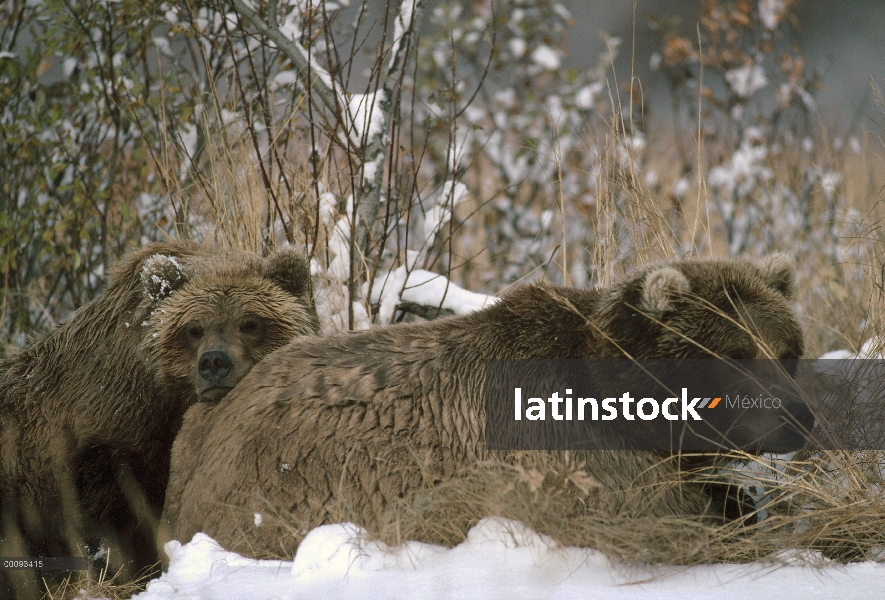 Oso Grizzly (Ursus arctos horribilis) par descansar, Alaska