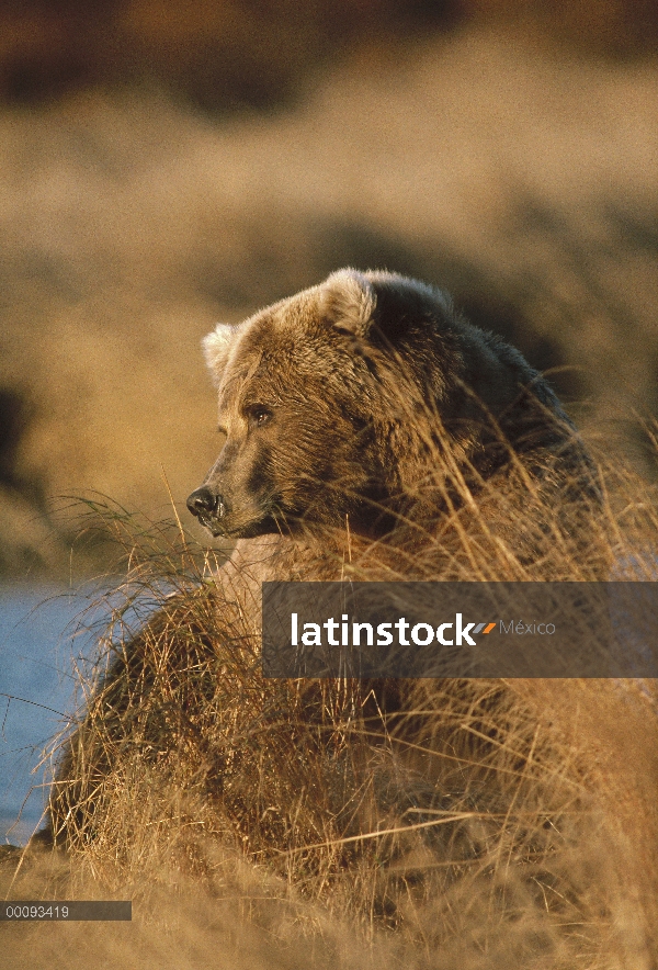 Retrato del oso pardo (Ursus arctos horribilis) en pasto seco, Alaska