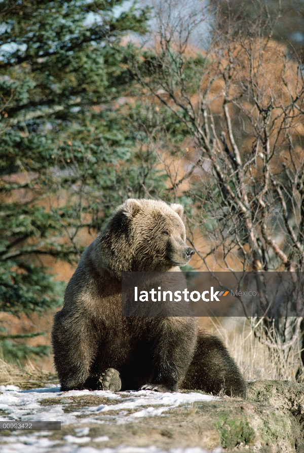 Oso Grizzly (Ursus arctos horribilis), asolearse, Alaska