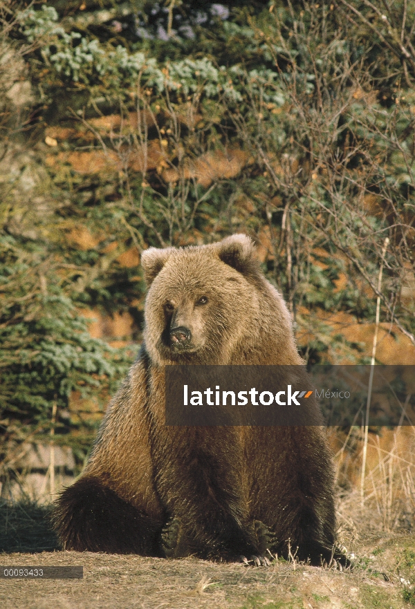 Oso Grizzly (Ursus arctos horribilis) sentado, Alaska