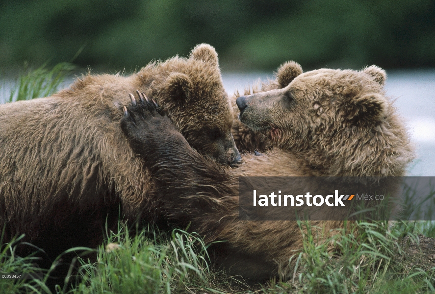 Oso Grizzly (Ursus arctos horribilis) madre cub enfermería, Alaska