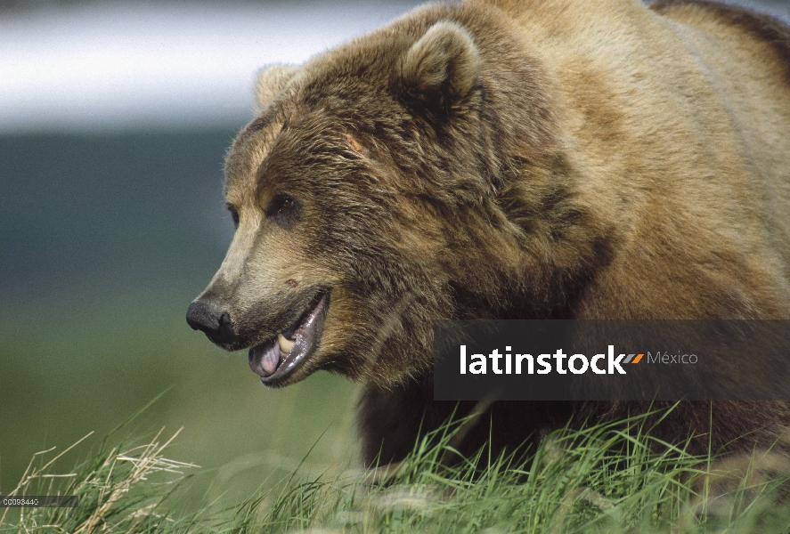 Retrato del oso pardo (Ursus arctos horribilis), Alaska