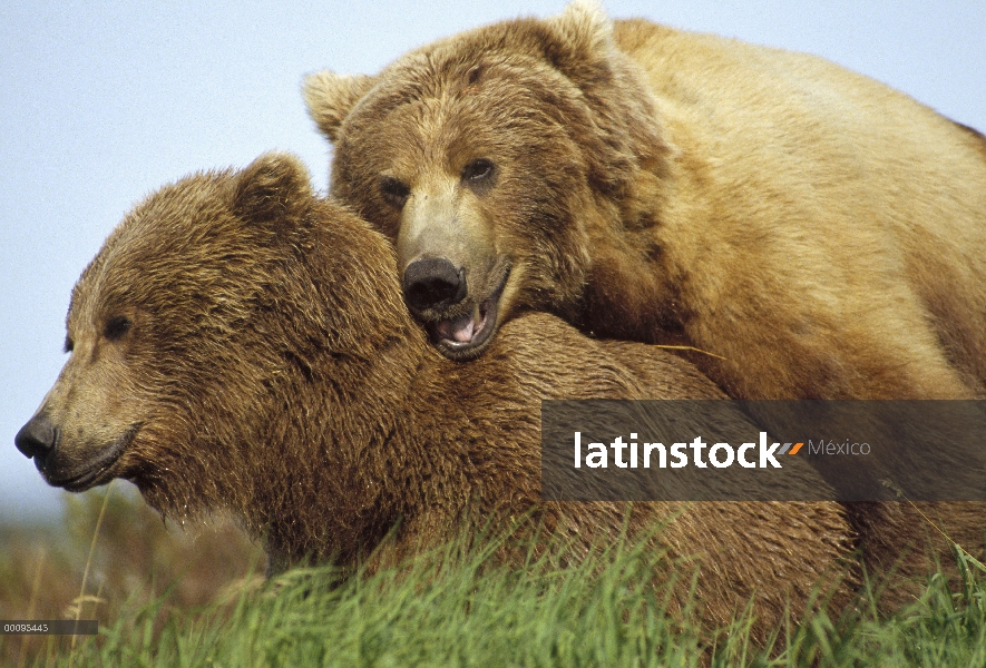 Oso Grizzly (Ursus arctos horribilis) pareja de apareamiento, Alaska