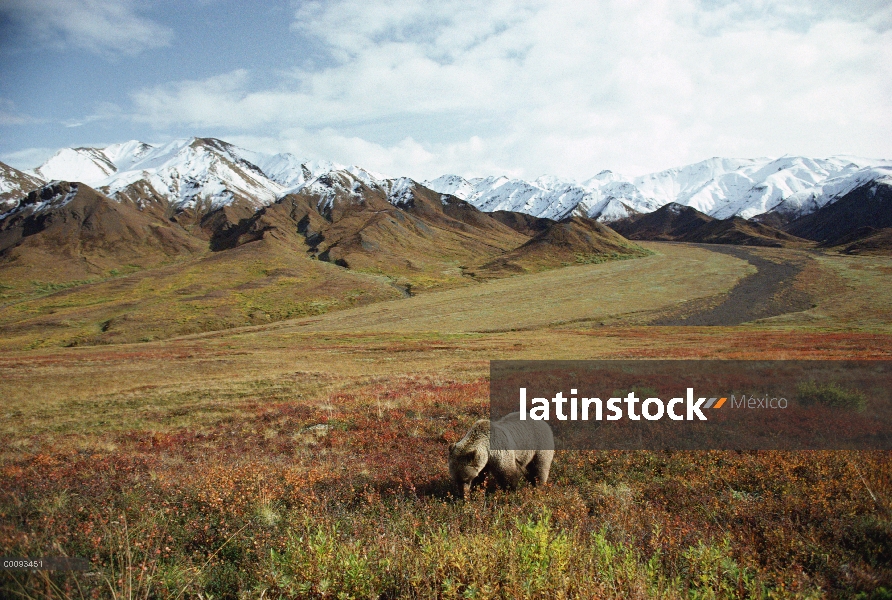 Oso Grizzly (Ursus arctos horribilis) alimentándose cerca de la gama de Alaska, Alaska