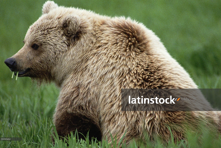 Oso de Grizzly (Ursus arctos horribilis) comiendo hierba, Alaska