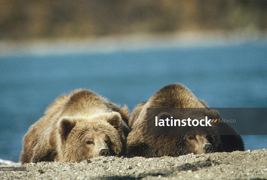 Oso Grizzly (Ursus arctos horribilis) par dormir, Alaska