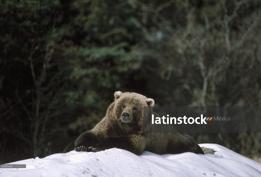 Oso Grizzly (Ursus arctos horribilis), tendido en la nieve, Alaska