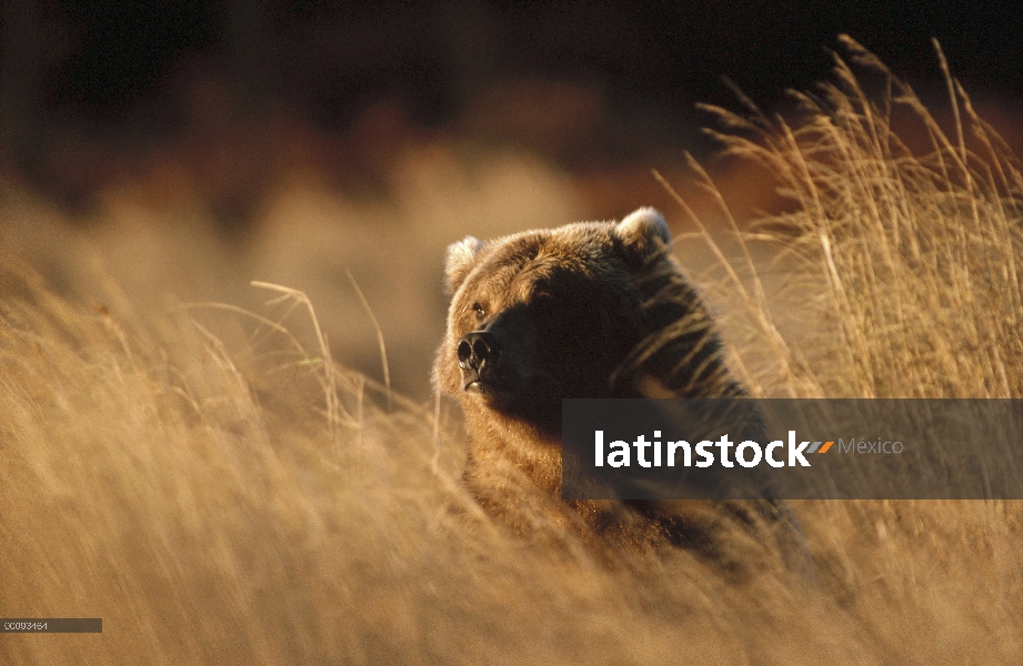 Retrato del oso pardo (Ursus arctos horribilis) en pasto seco, Alaska