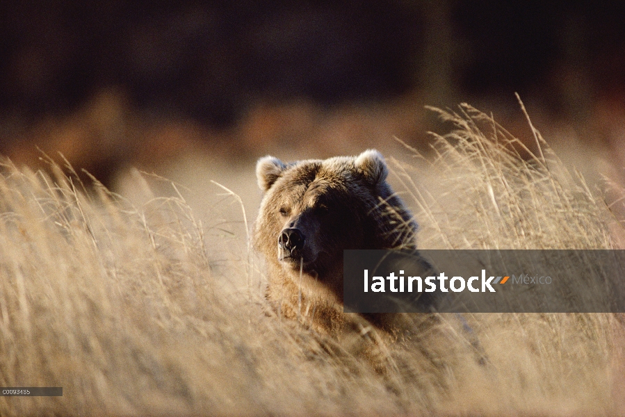 Retrato del oso pardo (Ursus arctos horribilis) en pasto seco, Alaska