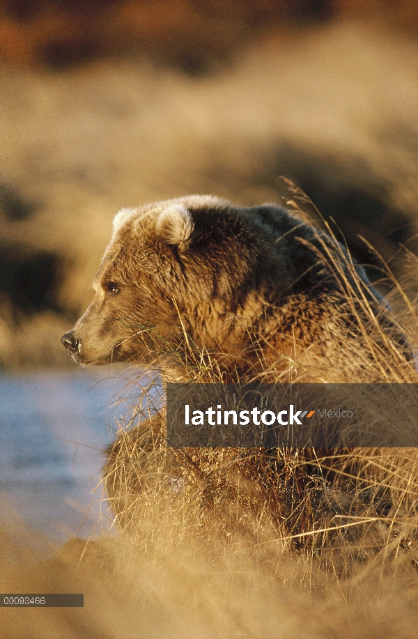 Retrato del oso pardo (Ursus arctos horribilis) en pasto seco, Alaska