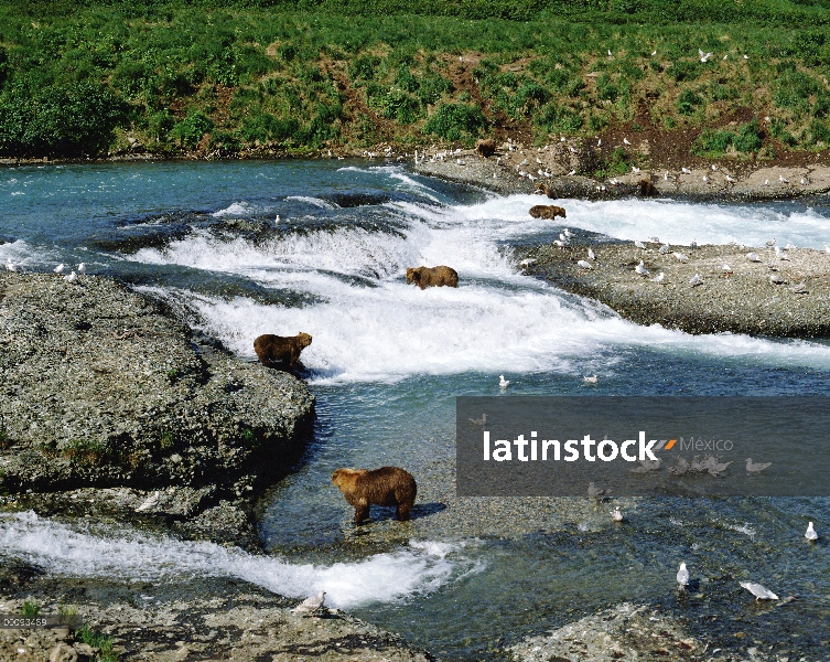 Oso Grizzly (Ursus arctos horribilis) grupo de la pesca del salmón en el río, Alaska