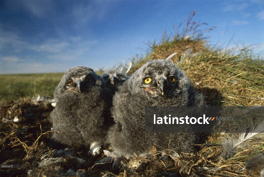 Nidifican de polluelos de Búho nival (Nyctea scandiaca) en tundra, Arctic National Widlife Refuge, A