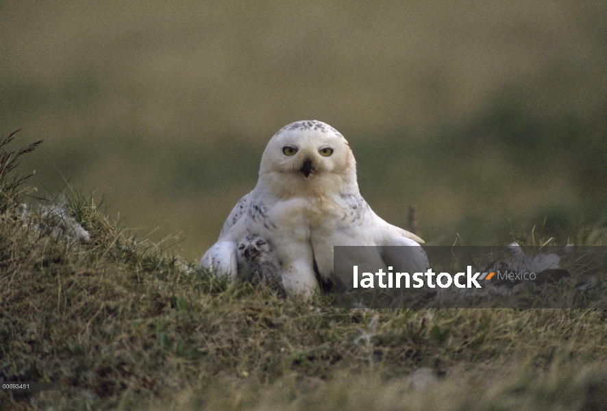 Búho nival (Nyctea scandiaca) padres en tundra nido con polluelos, Alaska