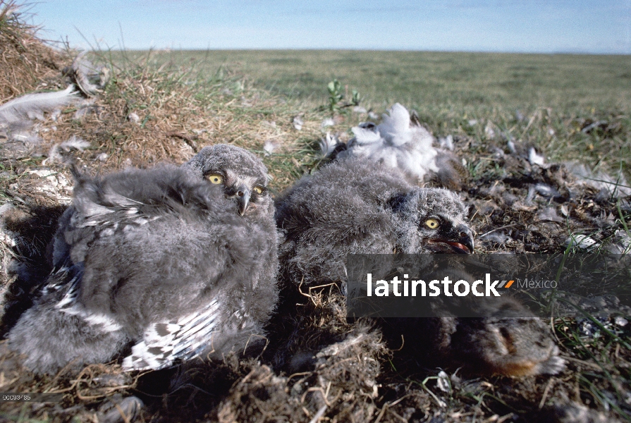 Nidifican de polluelos de Búho nival (Nyctea scandiaca) en tundra con ratón muerto, Arctic National 