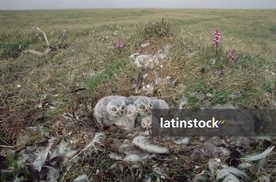 Nidifican de polluelos de Búho nival (Nyctea scandiaca) en tundra, Arctic National Wildlife Refuge, 