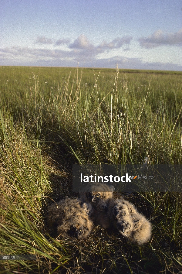 Pollos de lechuza (Asio flammeus) campestre en nido de tundra alineado abajo, Arctic National Wildli